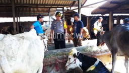 Pengiriman Sapi Betina ke RPH Disoal Polisi, Jagal Sapi Jadi Tersangka