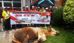 Relawan Jokowi di Pasuruan Sembelih Sapi Seberat 1 Ton
