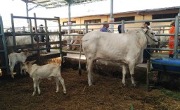 Program Anak Sapi Kembar di Pasuruan Buahkan Hasil