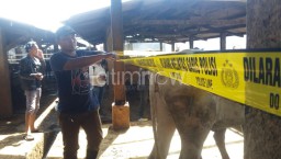 Polisi Sebut Keterlibatan Kepala RPH Kedurus Soal Sapi Tak Berdokumen