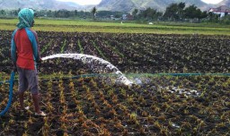 Musim Kemarau, Petani Keluarkan Biaya Tambahan untuk Mengairi Sawah
