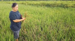 Lahan Pertanian di Kediri Diserbu Tikus