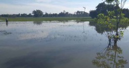 Puluhan Hektare Sawah di Tulungagung Terendam Banjir