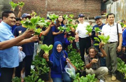 Manohara Panen Raya Sawi Bareng Warga di Kota Surabaya