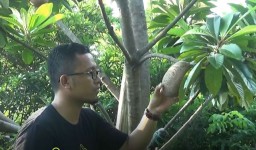 Wow, Sawo Jumbo di Ponorogo ini Memiliki Berat Sampai 3 Kg