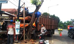 Hindari Kendaraan, Truk Bermuatan Pupuk di Bayuwangi Tabrak Pohon