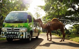 Taman Safari Prigen Tawarkan Diskon Khusus bagi Pemilih Pilgub Jatim