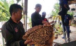 Membahayakan Warga, Sarang Tawon Liar di Probolinggo Dibongkar