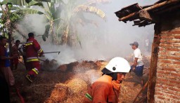 Kandang Ternak Terbakar, Tidak Ada Korban