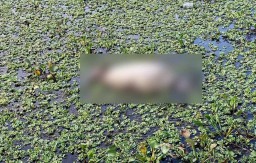3 Hari Menghilang, Matsari Ditemukan Tewas Mengambang di Kolam