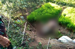 Petani di Pacitan Tewas Tersetrum Kabel Pompa Air di Sawah
