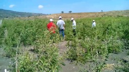Hutan di Bojonegoro Bakal Ditanami 1 Juta Pohon Minyak Kayu Putih 