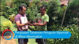 Video: Penjualan Tanaman Pengusir Nyamuk di Blitar Meningkat