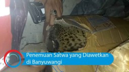 Video: Penemuan Satwa yang Diawetkan di Banyuwangi