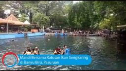 Video: Mandi Bersama Ratusan Ikan Sengkaring di Banyu Biru, Pasuruan