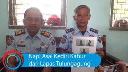 Video: Napi Asal Kediri Kabur dari Lapas Tulungagung