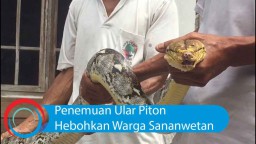 Video: Penemuan Ular Piton Hebohkan Warga Sananwetan