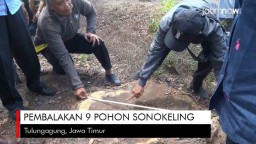 Video: Pembalakan 9 Pohon Sonokeling di Tulungagung