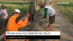 Video: Petani dan TNI di Tulungagung Geropyok Tikus