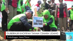 Video: Gubernur Khofifah Tanam Cemara Udang di Probolinggo
