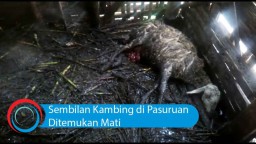 Video: Sembilan Kambing di Pasuruan Ditemukan Mati