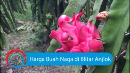 Video: Harga Buah Naga di Blitar Anjlok