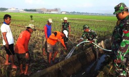 Begini Cara Petani di Tulungagung Atasi Serangan Hama Tikus