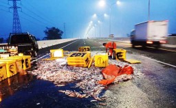 Pikap Bermuatan Ikan Terguling di Tol Sidoarjo