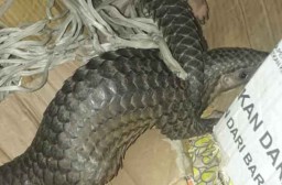 Penyelundup Burung Dilindungi ke Malang Juga Berhasil Jual Trenggiling