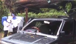 Lebih 10 Kendaraan Rusak Tertimpa Pohon Beringin Tua Tumbang