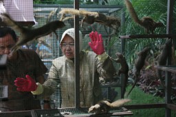Wali Kota Risma Lepas Ratusan Tupai di Taman Surya Balai Kota Surabaya