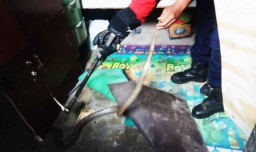 Ular Kobra Gemparkan Warga Tambak Wedi Surabaya