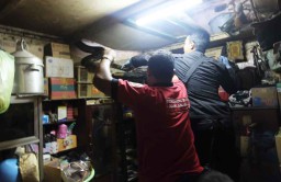 Ular Sanca 4 Meter Bersembunyi di Plafon Rumah Warga di Surabaya