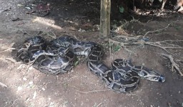 Warga di Banyuwangi Tangkap Ular Sanca Sepanjang Hampir 4 Meter
