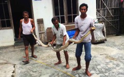 Ular Piton 3 Meter Hebohkan Acara Hajatan di Blitar