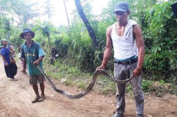Ular Sanca 3,5 Meter Bikin Panik Warga di Probolinggo