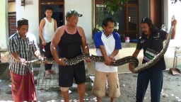 Warga Tangkap Ular Piton Sepanjang 4 Meter yang Melintas di Jalan Desa