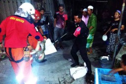 Dua Ular Sanca Kembang Gegerkan Warga Tambak Mayor
