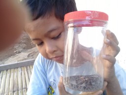 Anakan Ular Sanca Kembang Masuk Rumah Warga di Probolinggo