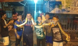 Heboh, Warga Tambaksari Tangkap Ular Sanca Berukuran 4 Meter