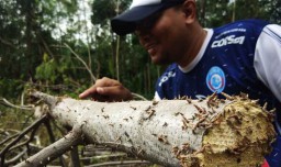 Hama Ulat Serang Puluhan Hektar Pohon Sengon di Probolinggo