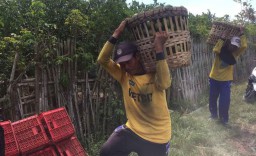 Petani di Banyuwangi Keluhkan Harga Jeruk yang Anjlok