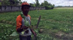Diserang Hama, Sayur Sawi di Banyuwangi Gagal Panen