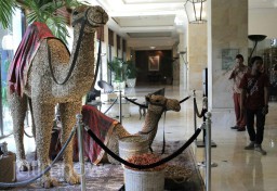 Wow, di Surabaya ada Unta Beraroma Jahe Lagi Mejeng di Hotel 