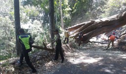 Pohon Tua Tumbang, Jalur Pacet-Trawas Sempat Ditutup Total