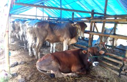 Wali Kota Surabaya Sumbang Sapi Kurban Berbobot 800 Kg