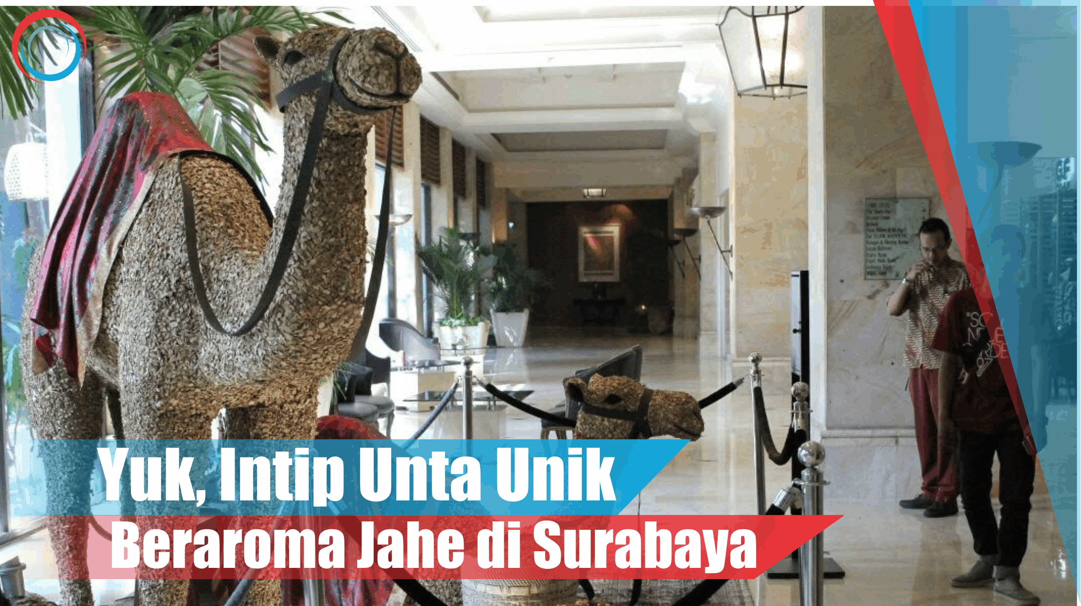 Video: Yuk, Intip Unta Unik Beraroma Jahe di Surabaya